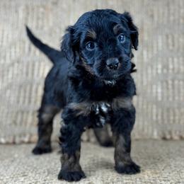 BPF3 - Black tri-color female Aussiedoodle puppy in Prague, Oklahoma from Classic K9’s  Aussies & Doodles