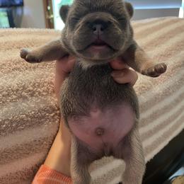 French Bulldog Puppies from KM French Bulldogs