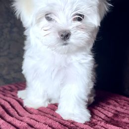 Maltese Puppies from Adorable Maltese Puppies