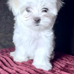 Maltese Puppies from Adorable Maltese Puppies
