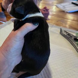 Miniature Australian Shepherd Puppies from Kusch Farm Mini Aussies