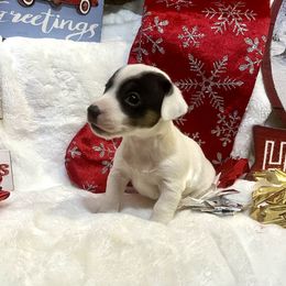 Border Collie and Jack Russell Terrier Puppies from CP FARMS BORDER COLLIES N JACKS CORP