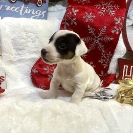 Border Collie and Jack Russell Terrier Puppies from CP FARMS BORDER COLLIES N JACKS CORP