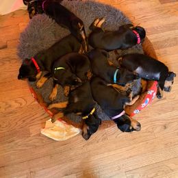 Doberman Pinscher Puppies from Spellbound Doberman Pinschers