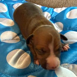 Boy 2 - Red male Italian Greyhound puppy in North Carolina from Celtic Sighthounds