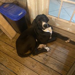 Great Dane All Grown Up from Blue Dane Ridge