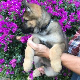 German Shepherd Puppies from Stonewick German Shepherds