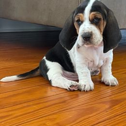 Basset Hound Puppies from Hounds of Fredville