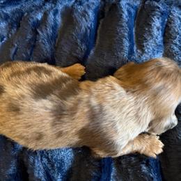Jingle - Dapple male Dachshund puppy in Tonopah, Arizona from Brandie's Dachshunds