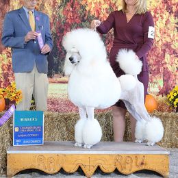 Poodle All Grown Up from Endeavor Standard Poodles