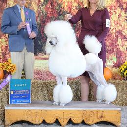 Poodle All Grown Up from Endeavor Standard Poodles