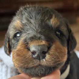 Girl 4 - Black and tan female Airedale Terrier puppy in Oxford, Ms, Mississippi from Yocona River Airedale