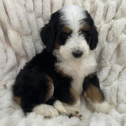 Bernedoodle Puppies from Renowned Bernedoodles
