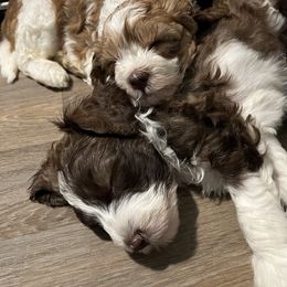 Australian Labradoodle Puppies from Frosty Hill Australian Labradoodles