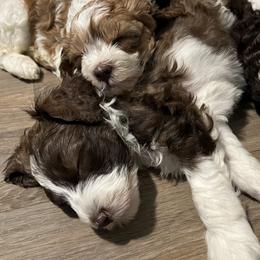 Australian Labradoodle Puppies from Frosty Hill Australian Labradoodles
