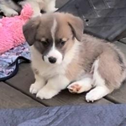 Male 2 Sable Bluie with crooked blaze - Blue male Pembroke Welsh Corgi puppy in Moundville, Alabama from Cartee Corgis - Debi Cartee Mills