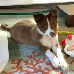 Border Collie Puppies from SoCal Border Collies