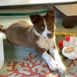 Border Collie Puppies from SoCal Border Collies
