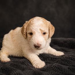 AKC Jasper (green boy) - Parti male Poodle puppy in Surprise, Arizona from Gentle Paw Goldendoodles