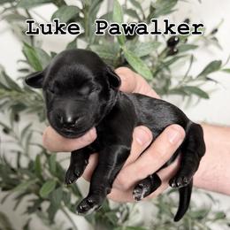 Luke Pawalker - male Golden Mountain Doodle puppy in Puyallup, Washington from Majestic Mtn Pups