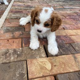 Cavalier King Charles Spaniel Puppies from Austin Cavaliers