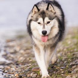 Jasmine - Siberian Husky