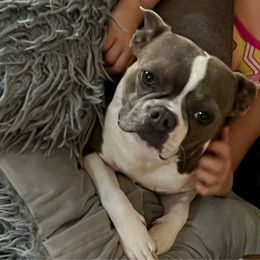 Briar - Boston Terrier
