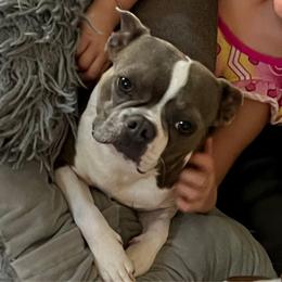 Briar - Boston Terrier