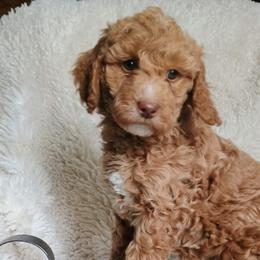 Lacey - Cream female Goldendoodle puppy in Marion County, Ohio from Hatten Homestead Kennels