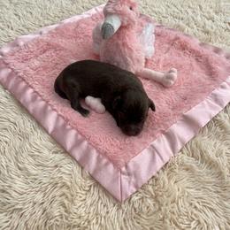 Jessie - Liver female Miniature Schnauzer puppy in Salisbury, North Carolina from Truffle Tail Schnauzers