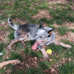 Rip - Australian Cattle Dog