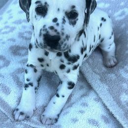Dalmatian Puppies from Cowart’s Dalmatians