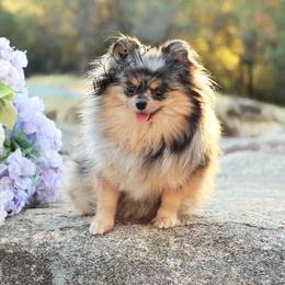Twilight - Pomeranian