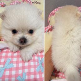 TIA - White female Pomeranian puppy in Orlando, Florida from Denise’s Puppies