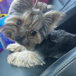 Rox - Yorkshire Terrier