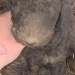 Arrow - Phantom female Poodle puppy in Paonia, Colorado from Sillydogs Poodles