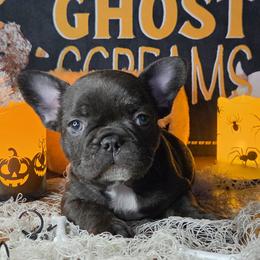 Jeni - Liver female French Bulldog puppy in Tulsa, Oklahoma from Hart's Chihuahuas