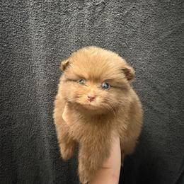 Coco Fluff - Chocolate female Pomeranian puppy in Texas from Tiny Tornado Poms