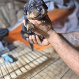 Girl 3 - Black and mahogany female Rottweiler puppy in Jeffersonville, Indiana from Rottweiler von knight enterprise