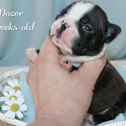 Boy 4-Dozer - Black and white male Boston Terrier puppy in North Central, Vermont from Windy Valley’s Bostons