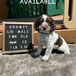 Grumpy - Liver and white English Springer Spaniel puppy in North Carolina from Frosty Springers LLC