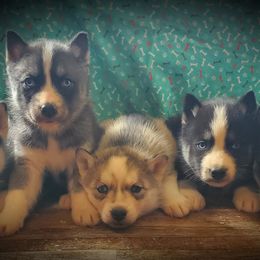 Siberian Husky Puppies from Haskins Huskies