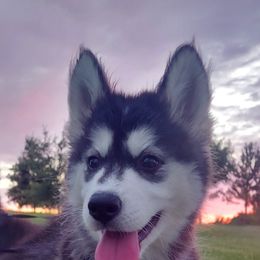 Alaskan Husky Puppies from Mawlawi Huskies