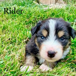 Rider - Black tri-color female Australian Shepherd puppy in Vernal, Utah from Dancing M Kennels