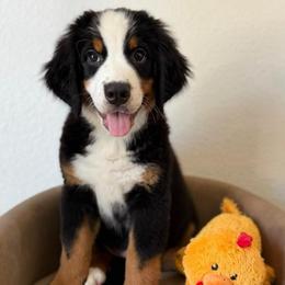 Navy boy - Tri-color male Bernese Mountain Dog puppy in Yuciapa, California from AlltheDoodlez_