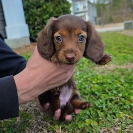 Zoey - Chocolate and tan female Dachshund puppy in Charleston, South Carolina from Palmetto Puppies