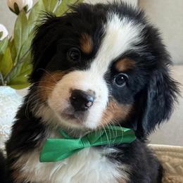 Army boy - Tri-color male Bernese Mountain Dog puppy in Yuciapa, California from AlltheDoodlez_