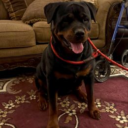 Sky - Rottweiler
