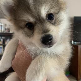 Pomsky Puppies from My Half Pint Pups