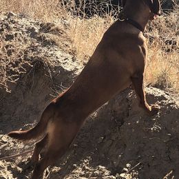 Labrador Retrievers from Vital K9 Conditioning LLC